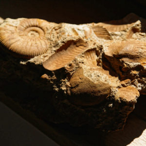 Accumulation de fossiles d'ammonites et coquillages