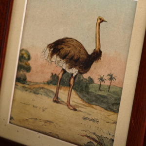 Aquarelle représentant une autruche - début XXème
