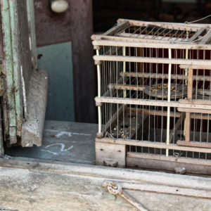 Petite cage oiseaux - en bois et metal