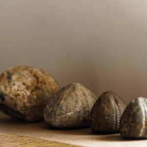 Série de 4 fossiles d'oursins