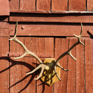 Trophée de chasse, massacre de cerf sur écusson en chêne