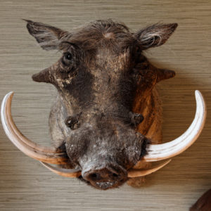 Phacochère naturalisé