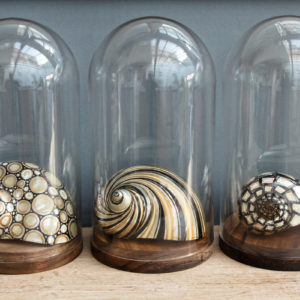 RESERVE - Trio de coquillages décorés - sous globes