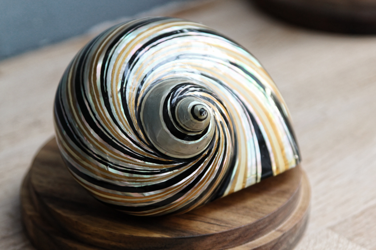 RESERVE - Trio de coquillages décorés - sous globes – Image 6