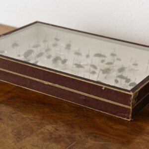 Boite d'entomologiste
